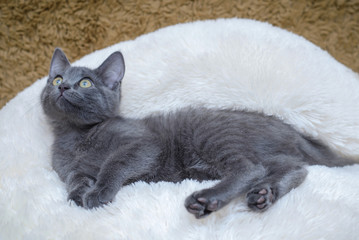 Poster - Grey kitten lying on a white blanket