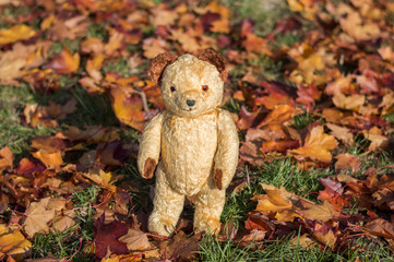 Wall Mural - Small teddy bear walking in the autumn forest