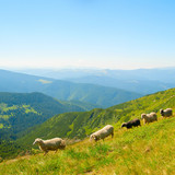 Fototapeta  - Sheeps hred in the mountains