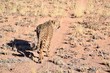 Gepard - Wüste - Wild lebende Tiere