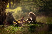 Family Of Baboons
