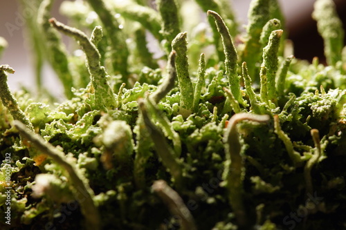 Pilz alge symbiose