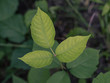 Poison Ivy Leaflets