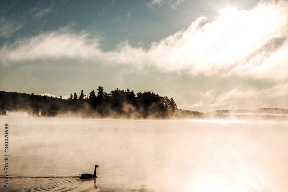 Duck swimming ake of two rivers in algonquin national park ontario canada sunset sunrise with much fog foggy background - obrazy, fototapety, plakaty 