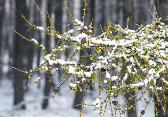 Wall Mural - Winter forest. Suddenly, winter came. There are still green needles on the tree