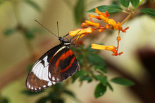 Butterfly Large Common Postman Heliconius Melpomene Rosina 