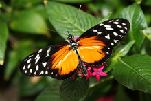 Tiger Longwing Butterfly Heliconius Ismenius Feeding On Flower 