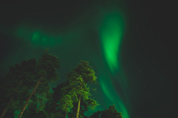 green northern lights above trees
