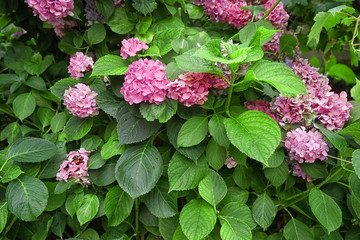 Canvas Print - Beautiful hydrangea flowers in garden