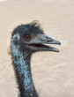 Emu bird profile