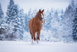 Fototapeta Konie - Beautiful red horse in the winter forest