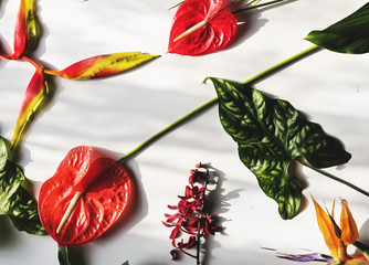 Wall Mural - Tropical flowers and leaves on white background