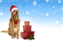 New Year Christmas Dog Breed Golden Retriever Snow Gifts Boxes Red Bow Blue Background Shaggy Redhead Two Thousand Eighteen
