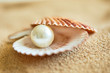canvas print picture - shell with a pearl