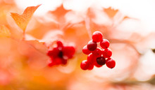 Ripe Red Viburnum On Nature In Autumn