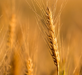 yellow ears of wheat at sunset in nature