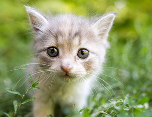 little kitten is walking in green grass outdoors