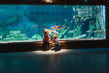 Wall Mural - little boy and girl watching fishes in aquarium