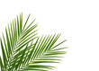 canvas print picture - Tropical palm leaf on a white background

