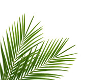 Tropical Palm Leaf On A White Background
