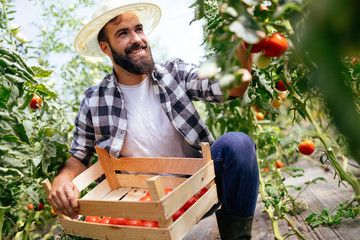 Male farmer picking fresh tomatoes from his hothouse garden