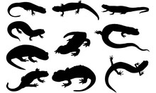 Salamander Silhouette Vector Graphics