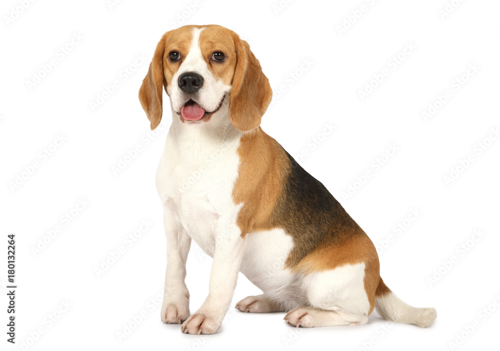 Beagle dog isolated on white background - obrazy, fototapety, plakaty 