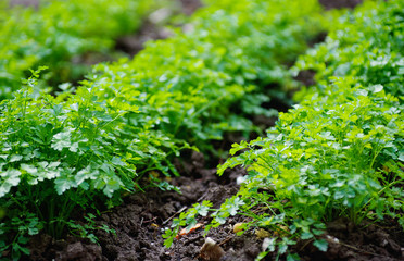 Wall Mural - parsley in the garden