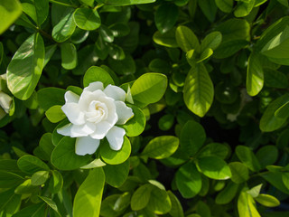 Wall Mural - The Big Gardenia Flower