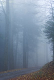 Fototapeta Las - Düsterer Wald mit Nebel