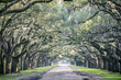 Atmospheric quiet southern country road lined with oak trees with overhanging branches dripping with Spanish moss