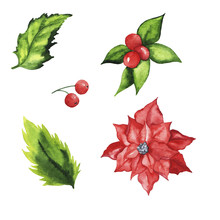 Se Of Christmas Winter Leaves, Berries And Flowers Isolated On White Background. Hand Drawn Watercolor Illustration.