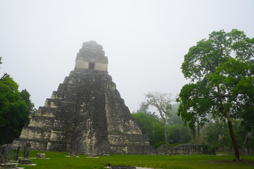 Wall Mural - A pyramid in Tikal area with ruins from the Mayan era in Guatemala.