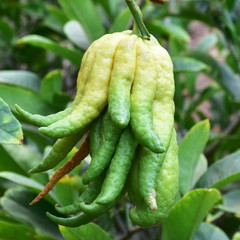 Budha hand fruit