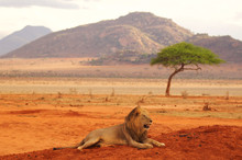 Lion Lying In Tsavo National Park Africa Best Photo
