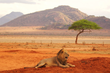 Lion lying in Tsavo National Park Africa best photo