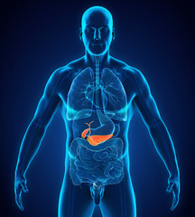 Human Gallbladder and Pancreas Anatomy