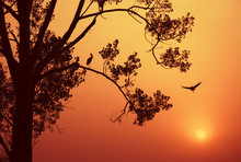 Storks At Sunset