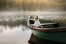 Dog Jack Russell Terrier In A Boat
