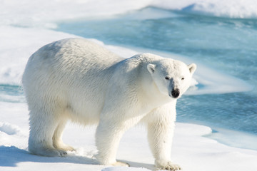 Wall Mural - Polar bear on the pack ice