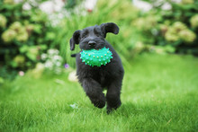 Giant Schnauzer Puppy Playing With A Ball