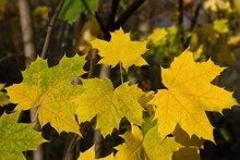 Yellow Maple Leaves In A Park - Detail