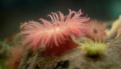 Dutch jellyfish in an aquarium