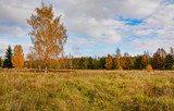 Fototapeta Na ścianę - Bright colors of Golden autumn.