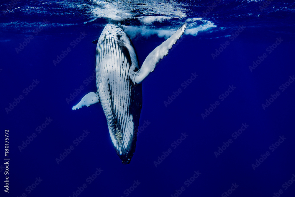 Baleine A Bosse Wall Mural Wallpaper Murals Wallsheaven Romain Baleine A Bosse Wall Mural Wallpaper Murals Wallsheaven Romain