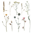Set of watercolor meadow plants isolated on white background. Hand drawn illustration. Field. Botanical flowers. Grass.