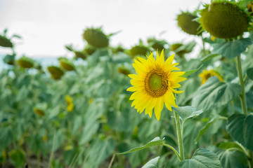 Wall Mural - Field with sunflowers
