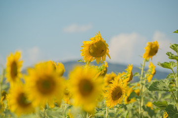Wall Mural - Field with sunflowers
