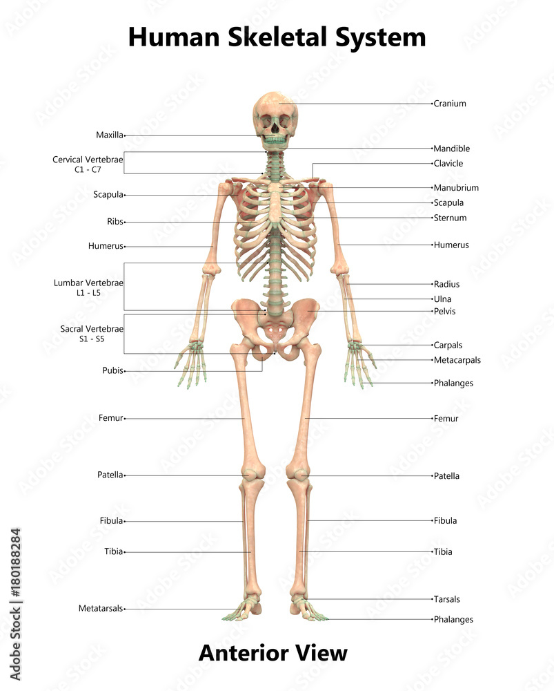 Skeleton Horizontal Human Skeletal System Anatomy with Detailed Labels Anterior View Stock ...