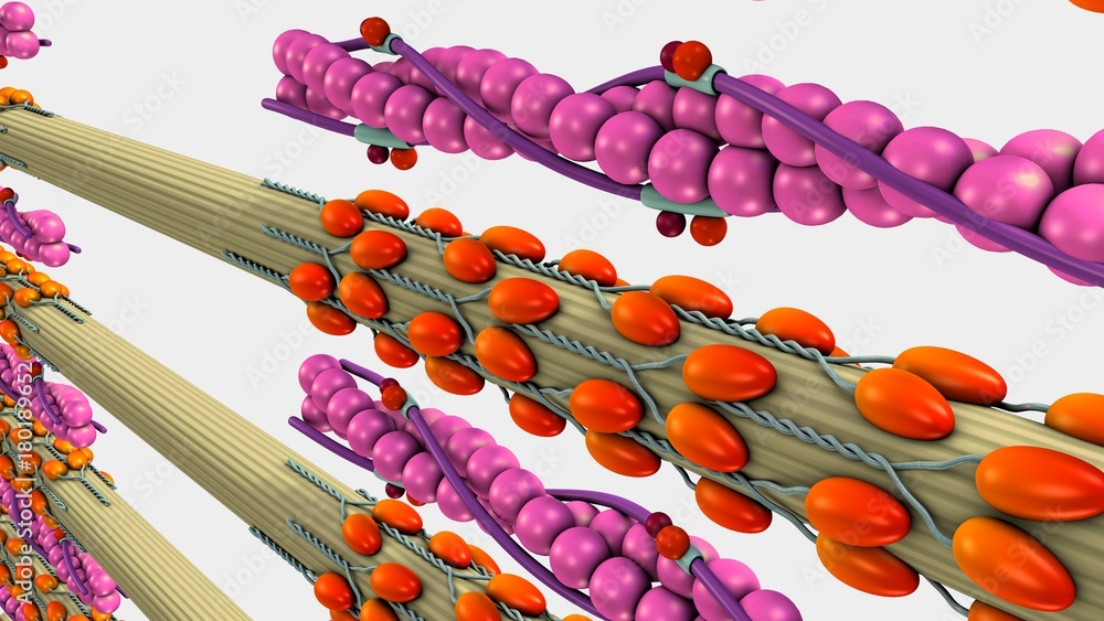 Muscle Contraction Stock Illustration | Adobe Stock